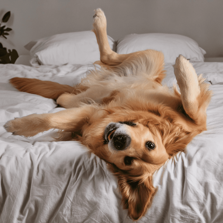 What is included in the Vacation Visits Wag 4 tails